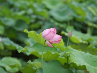 荷花拍摄