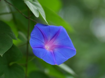 牵牛花